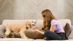 Evde ve parkta köpeğinizle anlaşmanın yolları: Uzman taktiklerle güçlü bağ