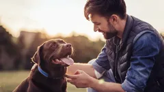 Köpekler Neden Mükemmel Evcil Hayvanlardır?