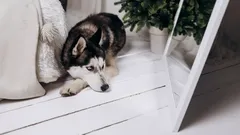 Az Kişi Biliyor: Köpekler Aynada Neden Kendilerini Tanıyamaz