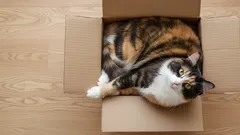 Neden Kediler Yatak Yerine Karton Kutuları Tercih Ediyor? Detaylarda Gizli Sır
