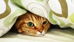 Evcil hayvanla aynı yatakta uyumak: Bilimsel rehber