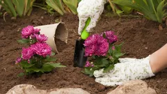 Kasımda bahçede yapılması gereken 9 kritik adım