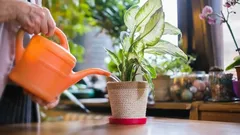 Musluk Suyu Ev Bitkileri İçin Uygun mu? İşte Büyümelerine Yardımcı Olacak Bazı İpuçları