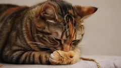 Kedinizde Stres Nasıl Anlaşılır: Evcil Hayvanınız İçin Faydalı Tavsiyeler