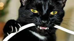 Kediniz evde kabloları kemiriyor mu? Pratik çözüm yolları ve önleyici öneriler